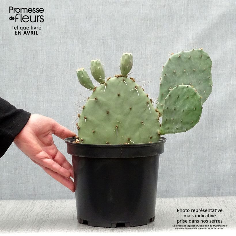 Opuntia semispinosa Maceta 4L/5L Ejemplar entregado en la primavera