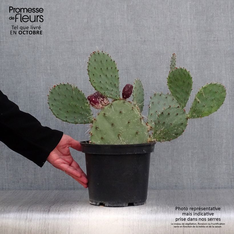 Ejemplar de Opuntia semispinosa Maceta 4L/5L entregado en otoño