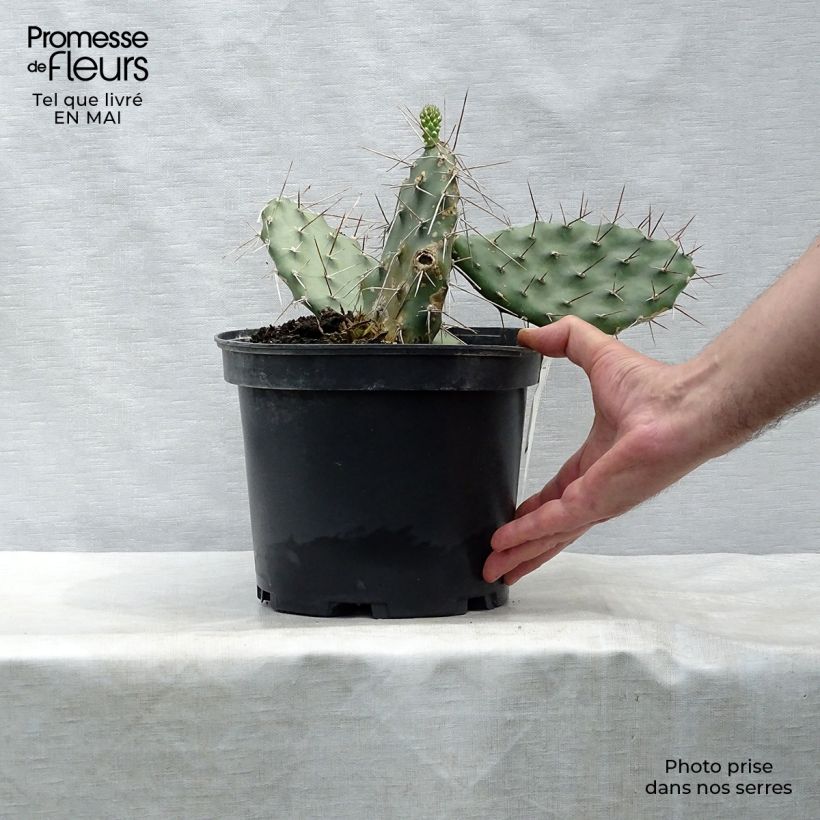 Opuntia sulfurea Maceta 3L/4L Ejemplar entregado en la primavera
