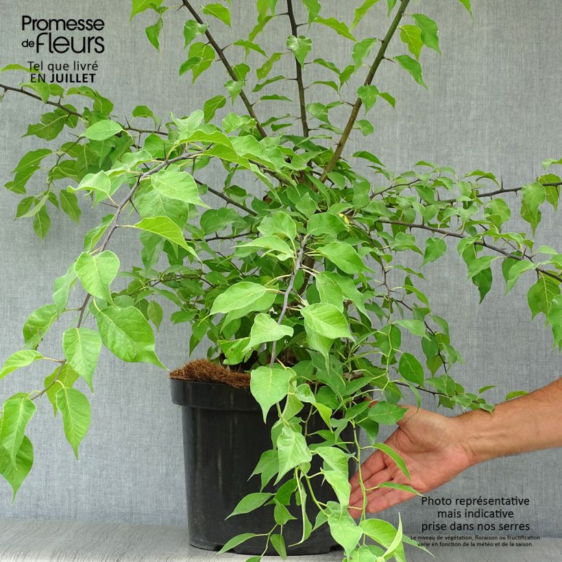Ejemplar de Maclura pomifera - Naranjo de Luisiana Maceta 7,5L/10L entregado en verano
