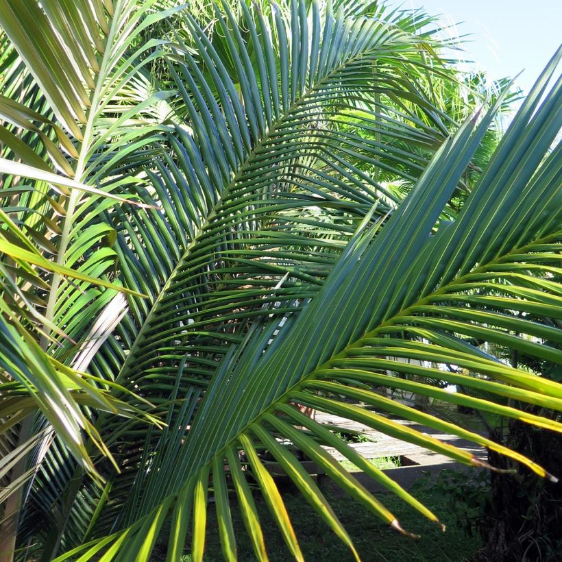 Oraniopsis appendiculata - Palmera (Follaje)