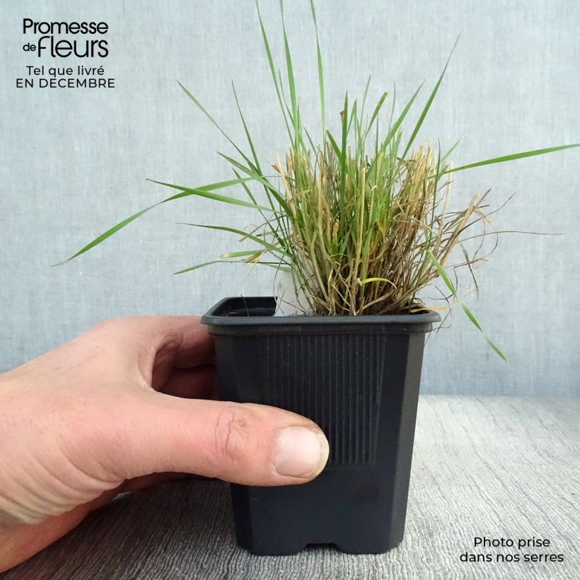 Hordeum jubatum Maceta de 8/9 cm Ejemplar entregado en invierno