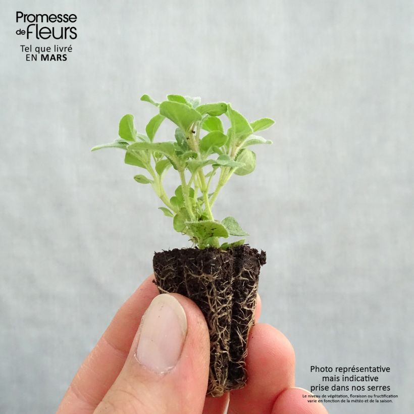 Orégano Hot and Spicy Bio minicepellón: Ø 3/4 cm Ejemplar entregado en la primavera