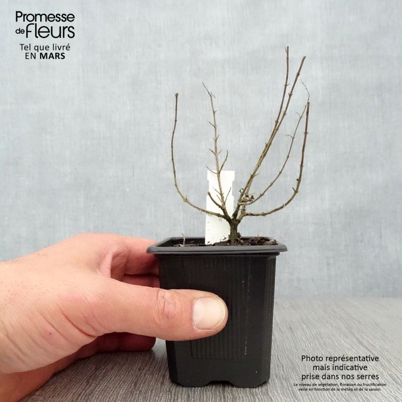 Orégano Hot and Spicy Maceta de 8/9 cm Ejemplar entregado en la primavera