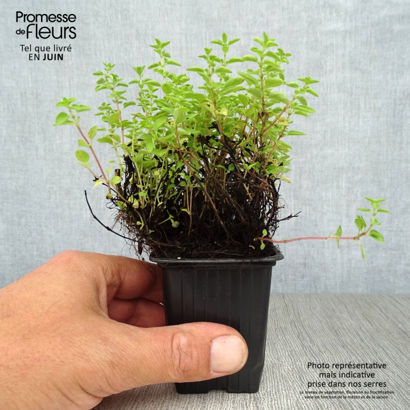 Ejemplar de Orégano Bio (plantas) Maceta de 8/9 cm entregado en verano