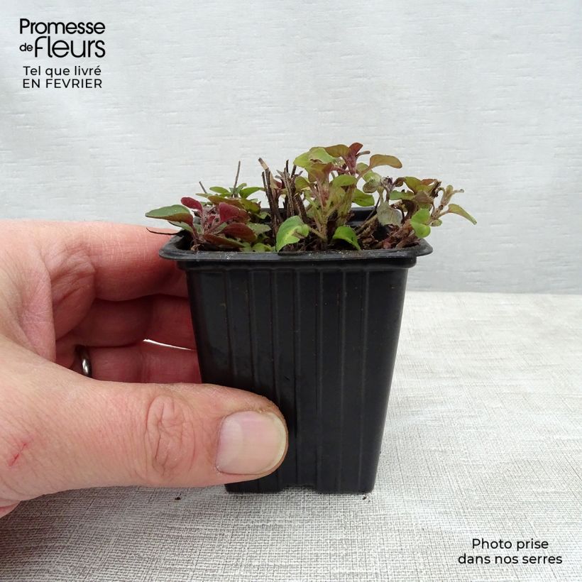 Orégano Bio (plantas) Maceta de 8/9 cm Ejemplar entregado en invierno