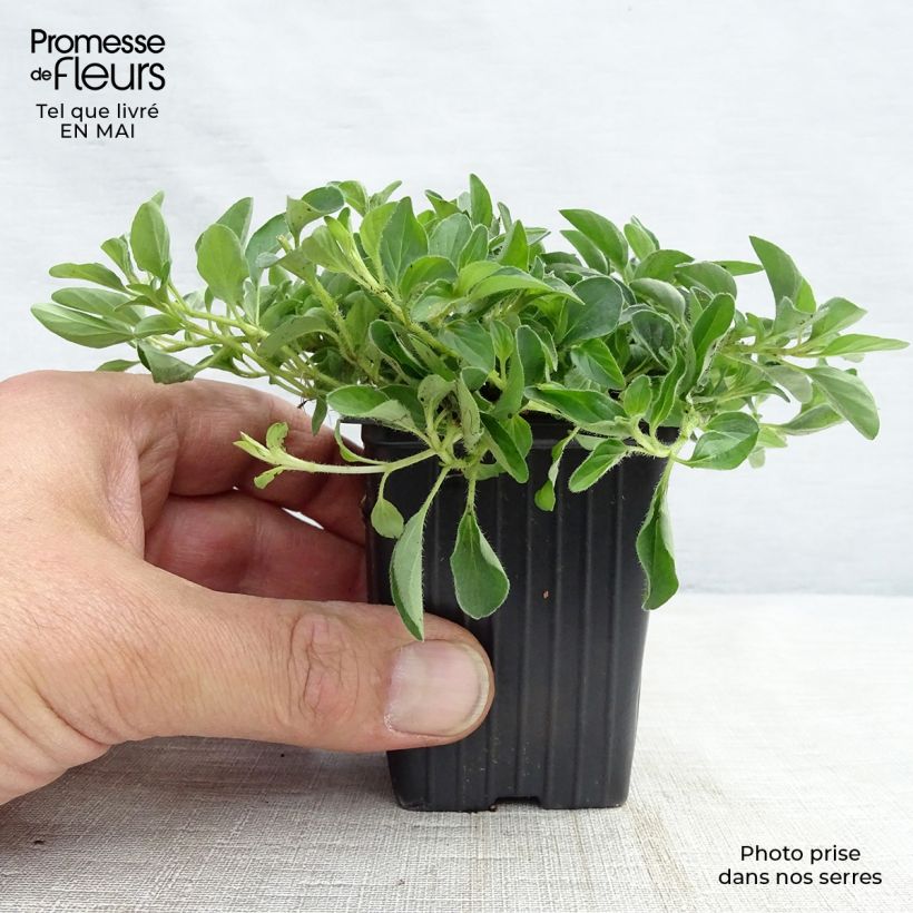Orégano Bio (plantas) Maceta de 8/9 cm Ejemplar entregado en la primavera