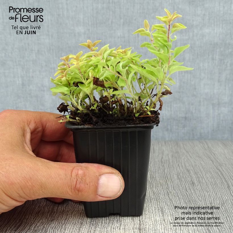 Ejemplar de Orégano Aureum Maceta de 7/8 cm entregado en verano