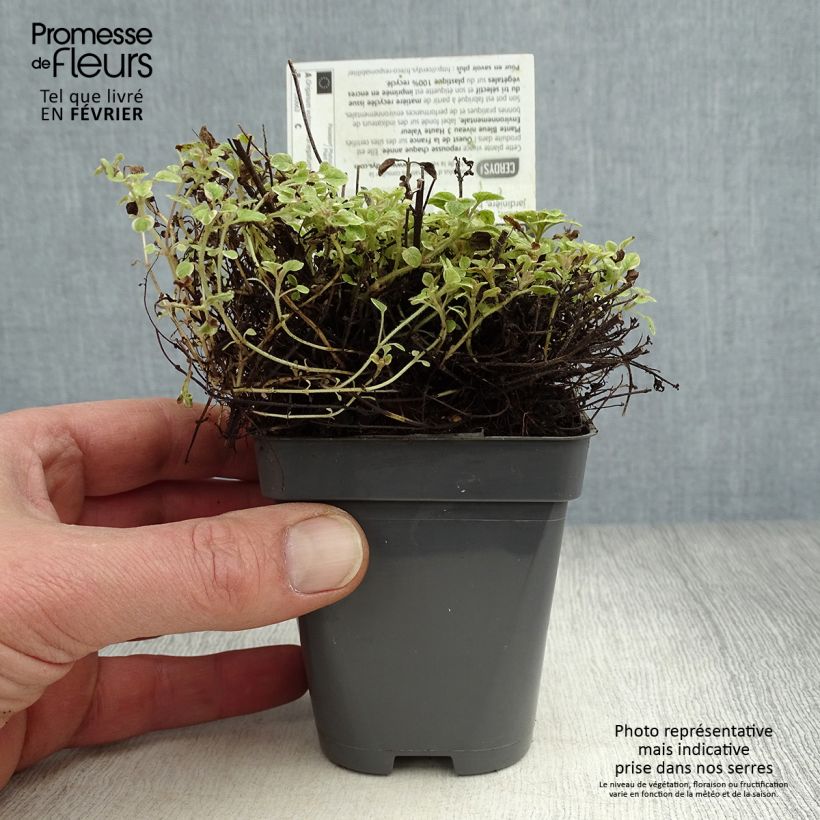 Orégano Country cream Maceta de 8/9 cm Ejemplar entregado en invierno