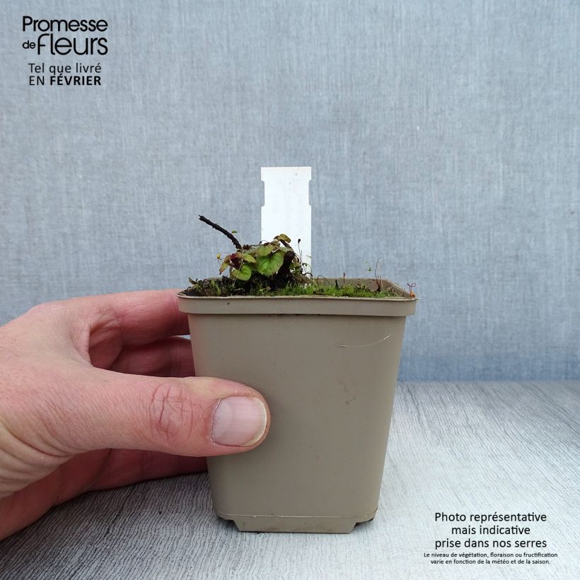 Orégano Rosenkuppel Maceta de 8/9 cm Ejemplar entregado en invierno
