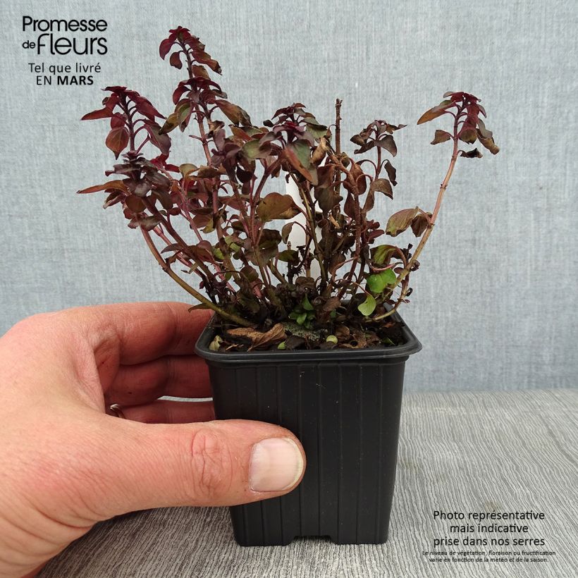 Orégano Herrenhausen - Origanum laevigatum Maceta de 8/9 cm Ejemplar entregado en invierno