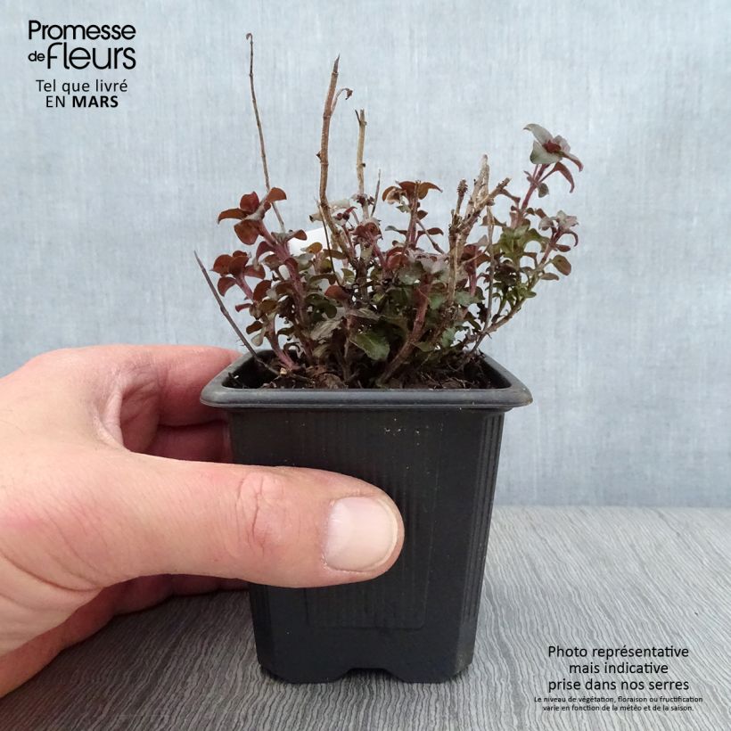 Orégano Herrenhausen - Origanum laevigatum Maceta de 8/9 cm Ejemplar entregado en la primavera
