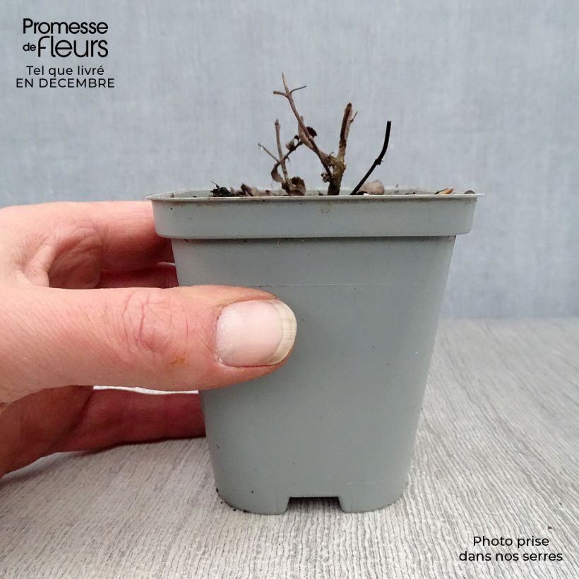 Orégano Kent Beauty Maceta de 8/9 cm Ejemplar entregado en invierno