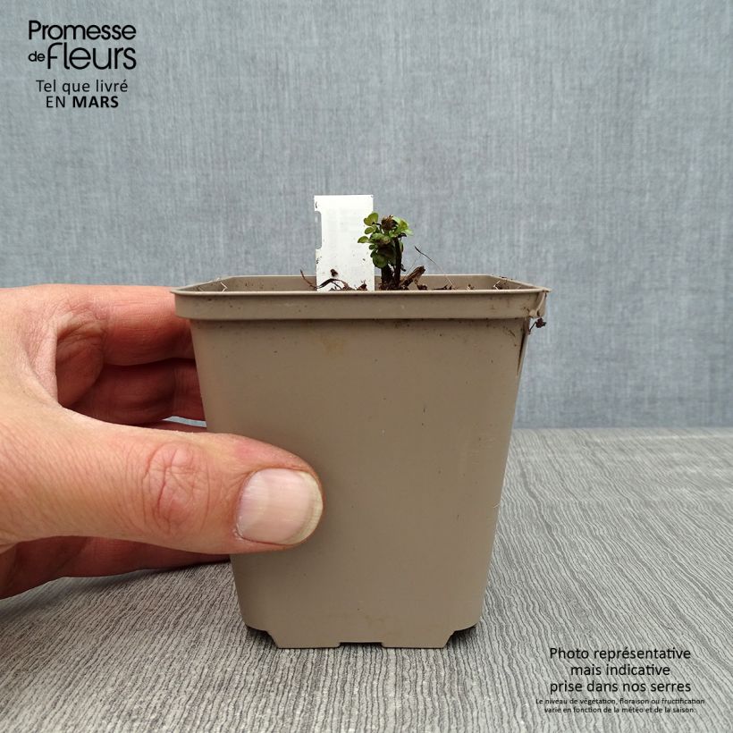 Orégano Kent Beauty Maceta de 8/9 cm Ejemplar entregado en la primavera