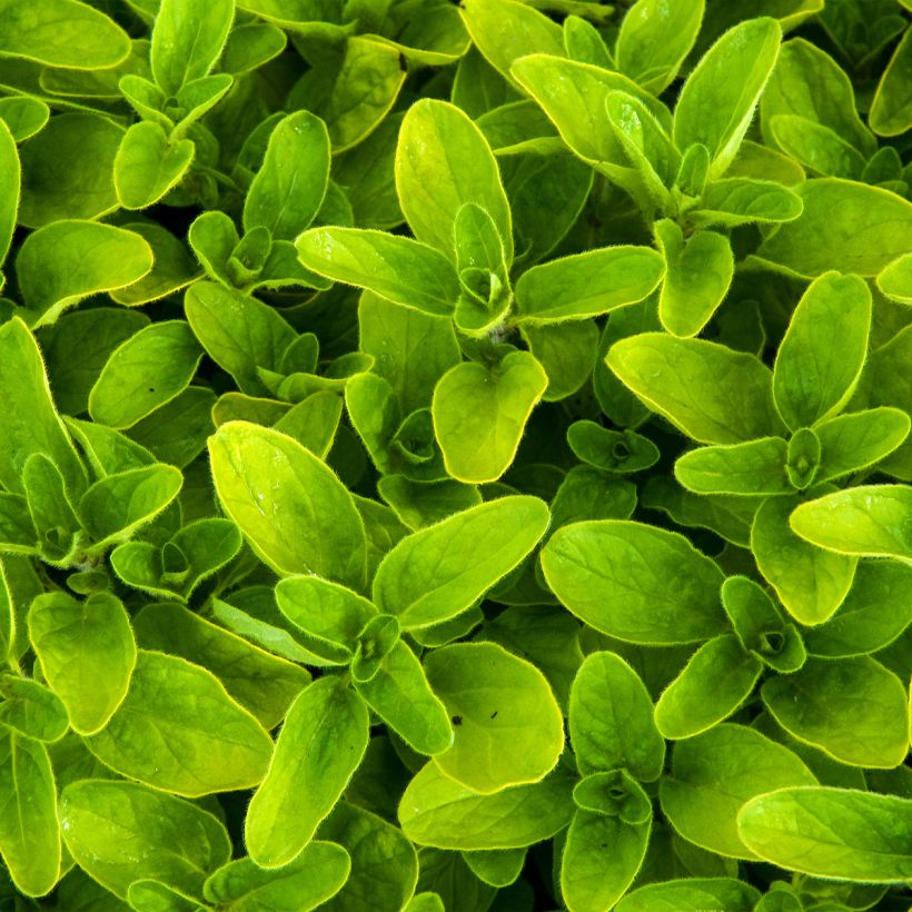 Orégano Thumbles Variety (Follaje)