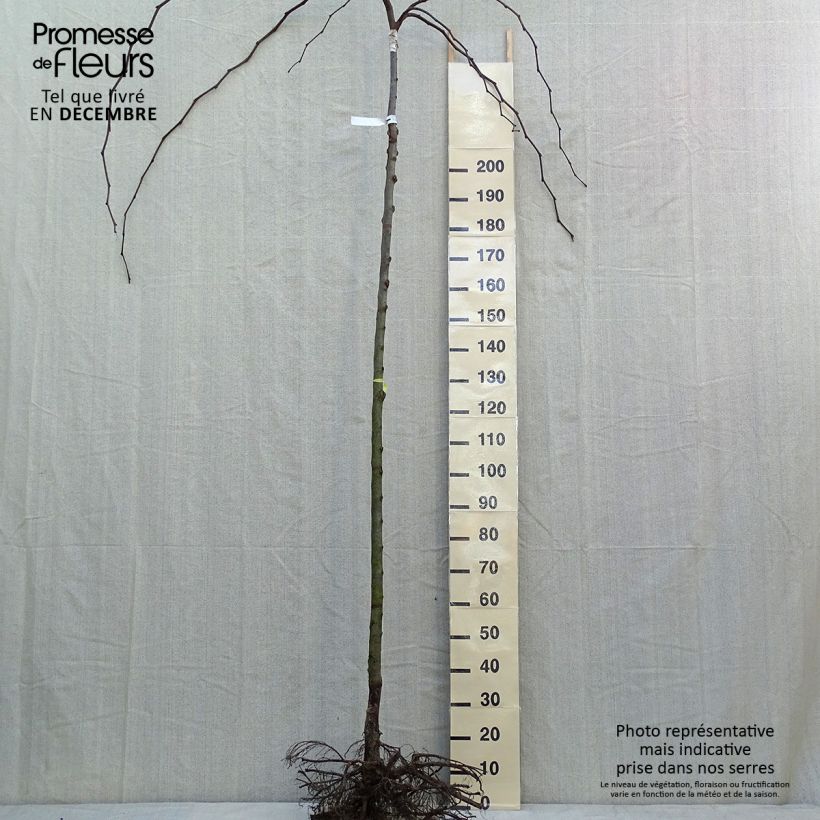 Ulmus glabra Pendula - Olmo Raíces desnudas Ejemplar entregado en invierno