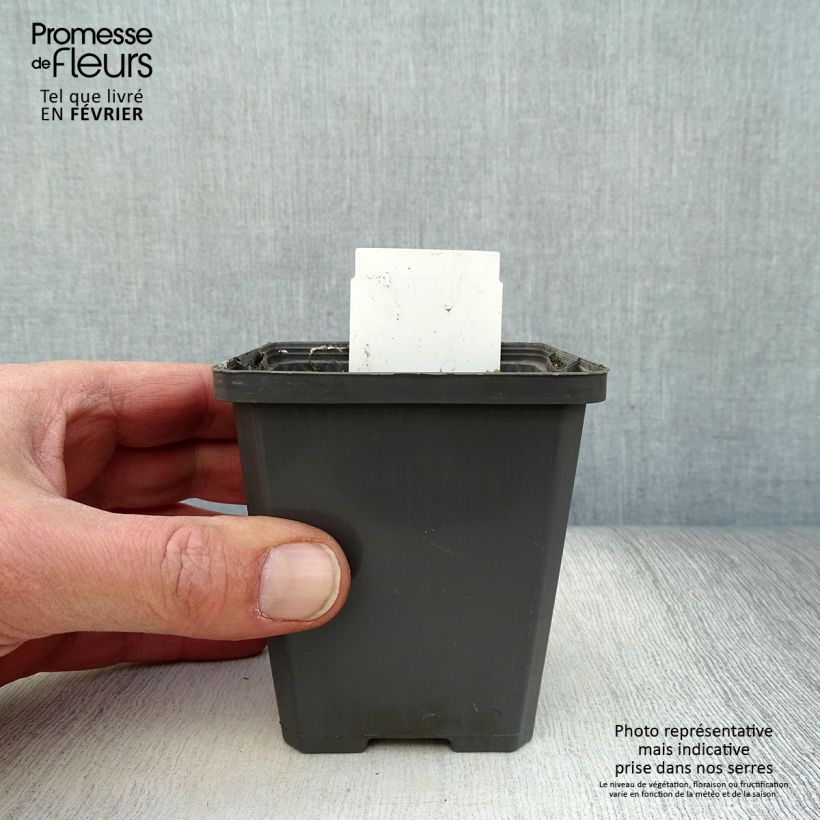 Orontium aquaticum Maceta de 8/9 cm Ejemplar entregado en invierno