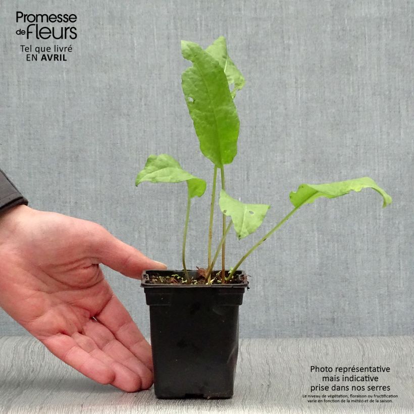 Acederón Bio - Rumex patientia Maceta de 8/9 cm Ejemplar entregado en la primavera