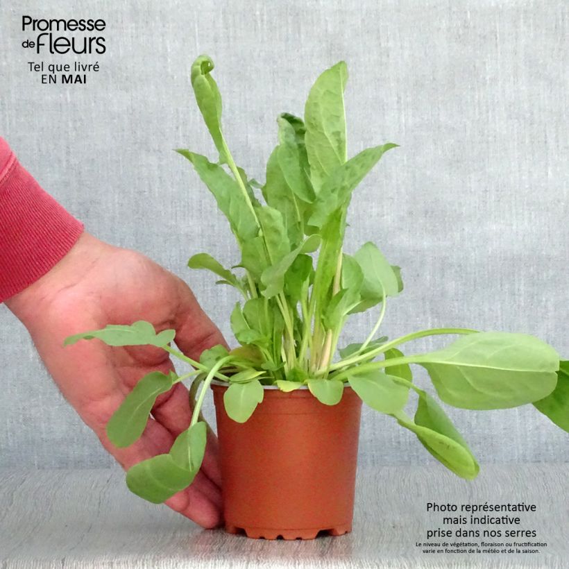 Acedera Large de Belleville Maceta de 8/9 cm Ejemplar entregado en la primavera