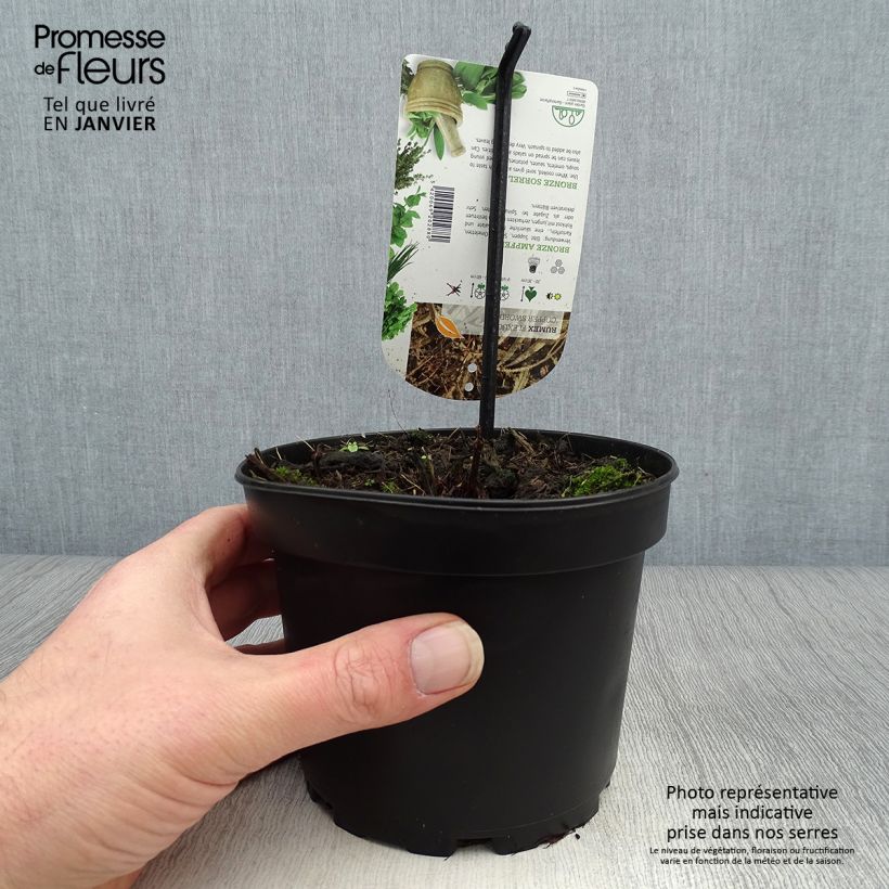 Acedera Copper Sword Maceta 1,5L/2L Ejemplar entregado en invierno