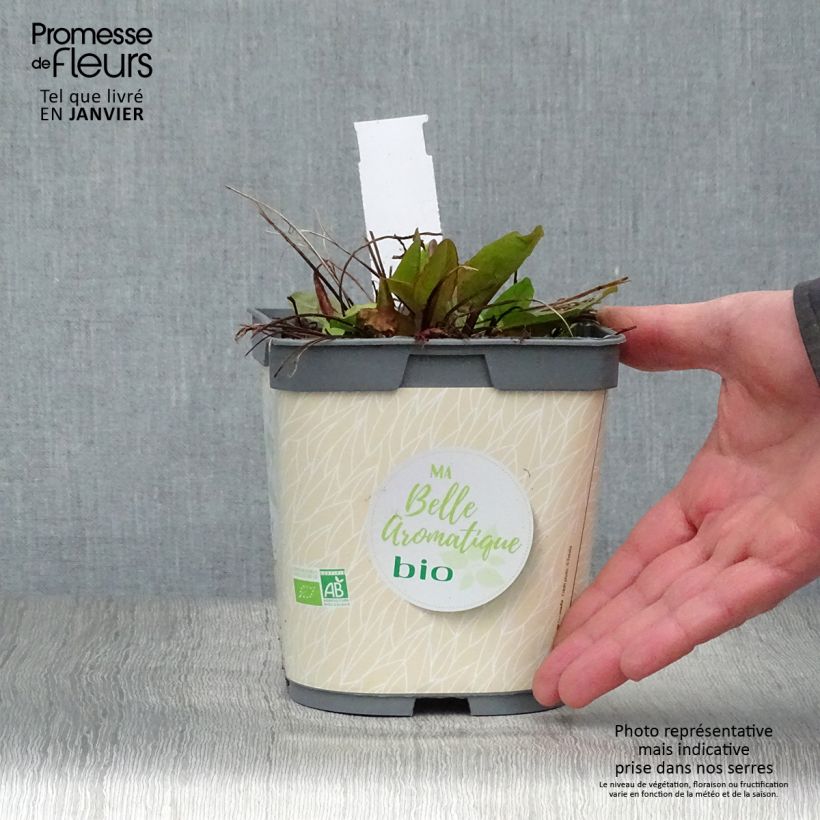 Acedera romana Bio - Rumex scutatus Maceta 1L/1,5L Ejemplar entregado en invierno