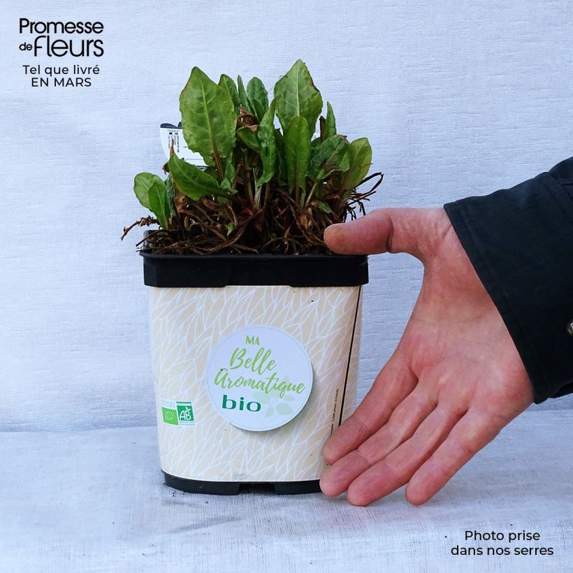 Acedera romana Bio - Rumex scutatus Maceta 1L/1,5L Ejemplar entregado en la primavera