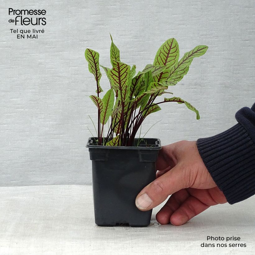 Acedera - Rumex sanguineus Maceta de 8/9 cm Ejemplar entregado en la primavera