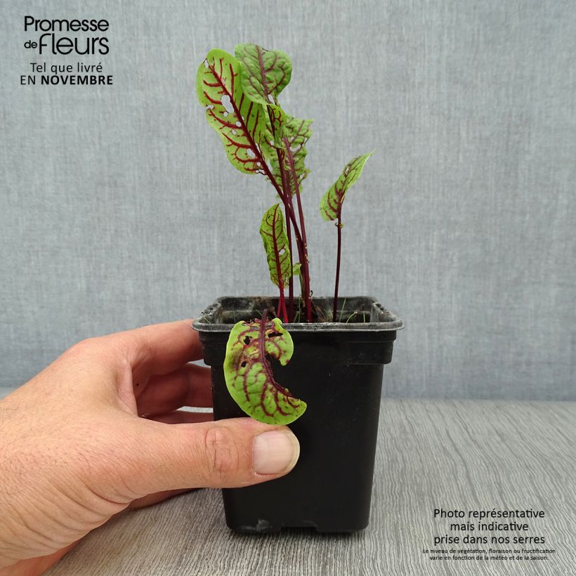 Ejemplar de Acedera - Rumex sanguineus Maceta de 8/9 cm entregado en otoño