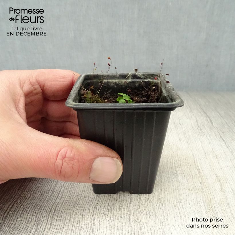 Acedera - Rumex sanguineus Maceta de 8/9 cm Ejemplar entregado en invierno