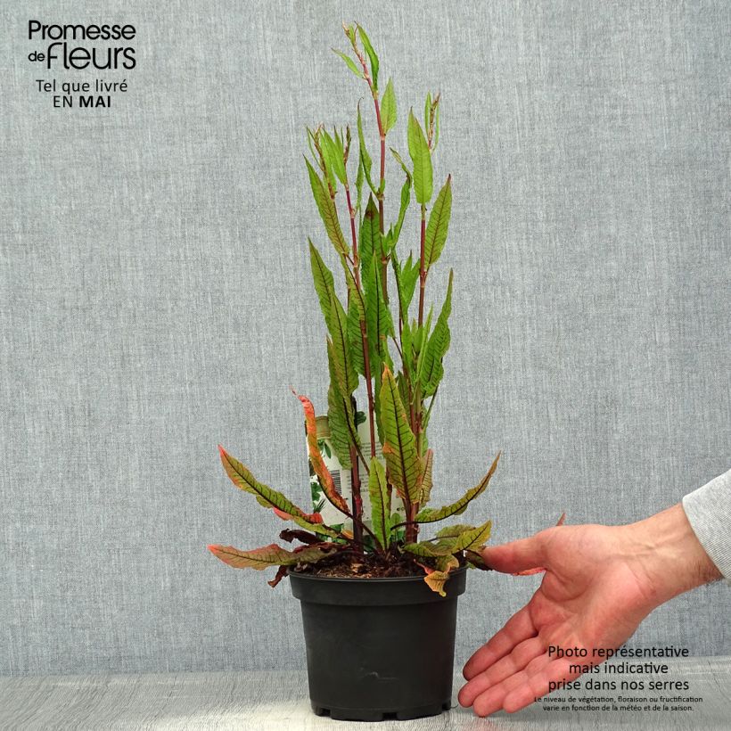 Acedera - Rumex sanguineus Maceta 1,5L/2L Ejemplar entregado en la primavera