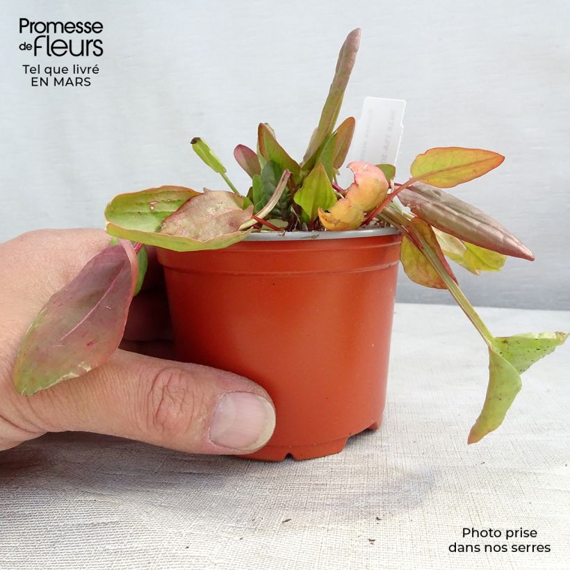 Acedera común - Rumex acetosa Maceta de 8/9 cm Ejemplar entregado en invierno
