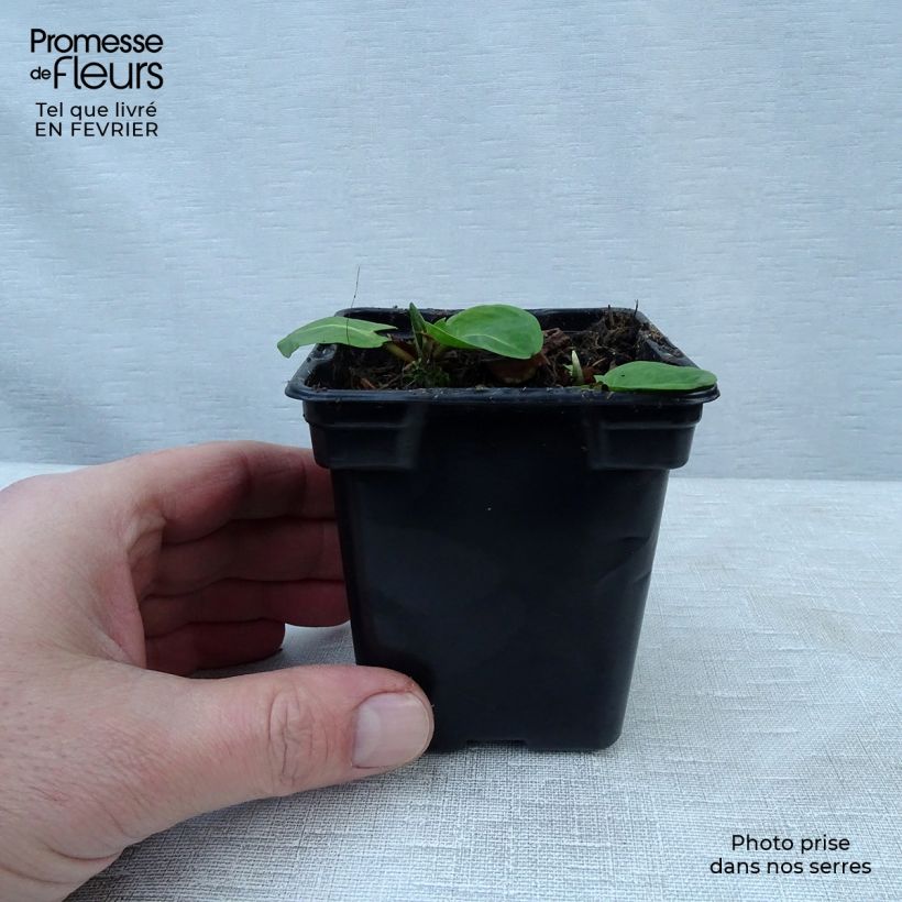 Acedera - Rumex arifolius Maceta de 8/9 cm Ejemplar entregado en invierno