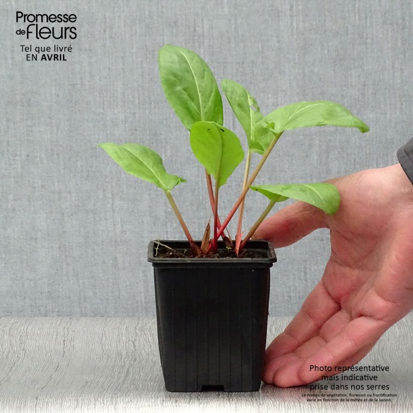 Acedera - Rumex arifolius Maceta de 8/9 cm Ejemplar entregado en la primavera