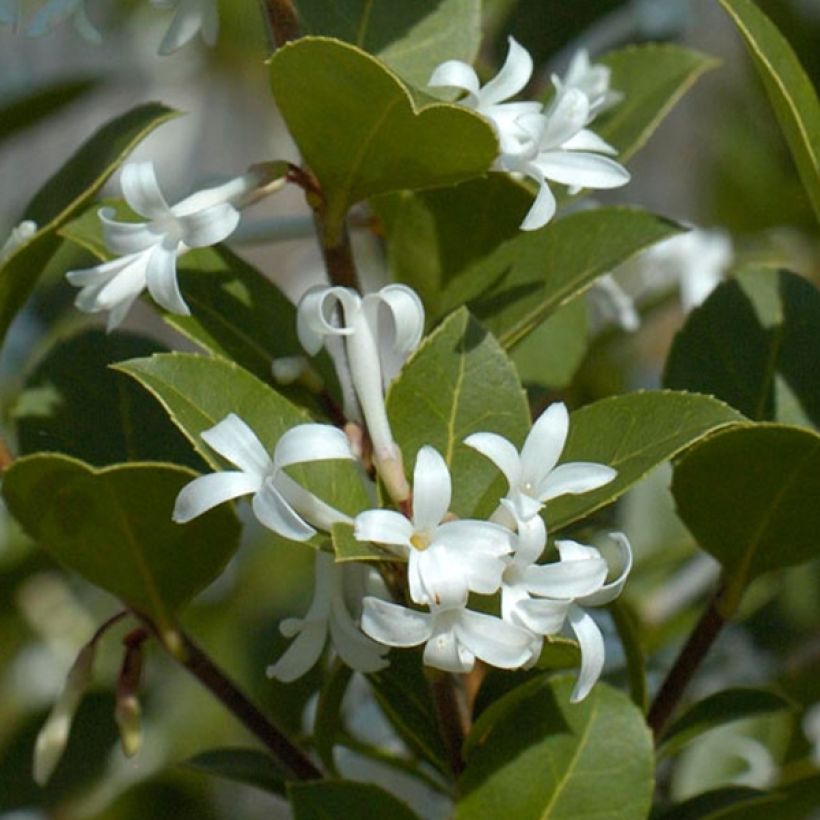 Osmanthus delavayi Heaven Scent (Follaje)