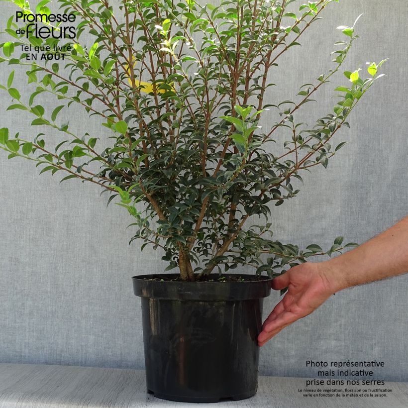 Ejemplar de Osmanthus burkwoodii - Acebo de Burkwood Maceta 4L/5L entregado en verano