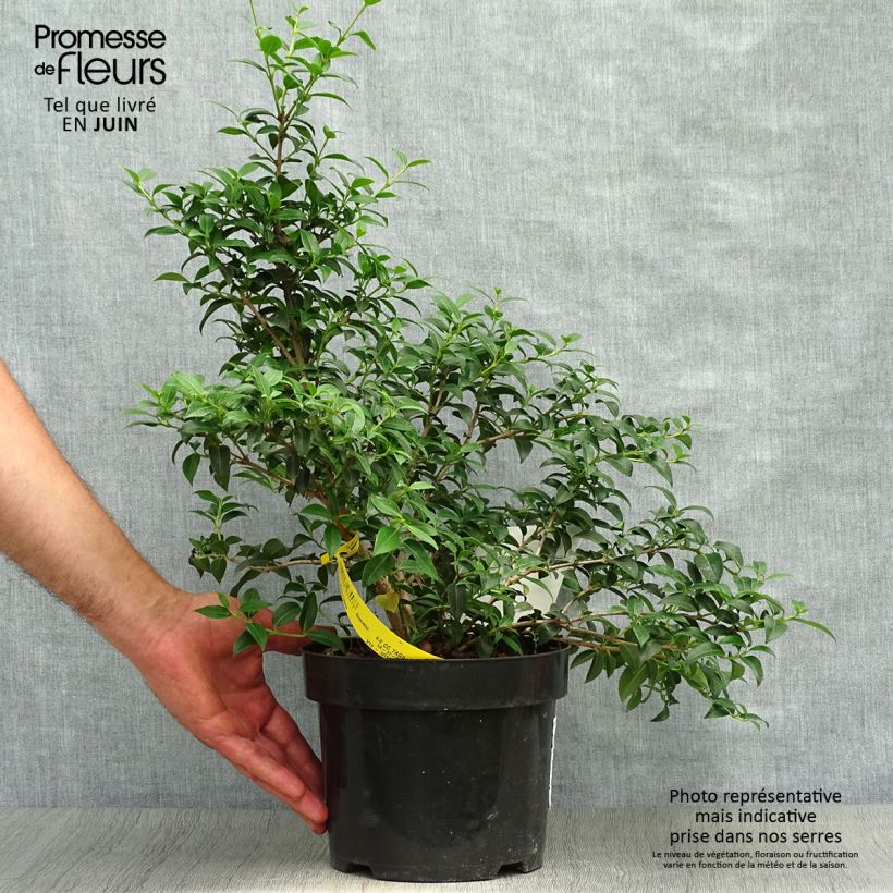 Ejemplar de Osmanthus burkwoodii - Acebo de Burkwood Maceta 2L/3L entregado en verano
