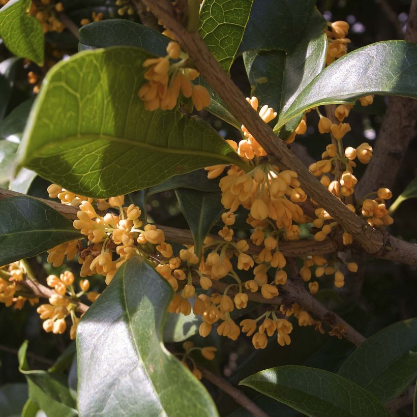 Osmanthus fragrans var. aurantiacus - Olivo fragante (Floración)