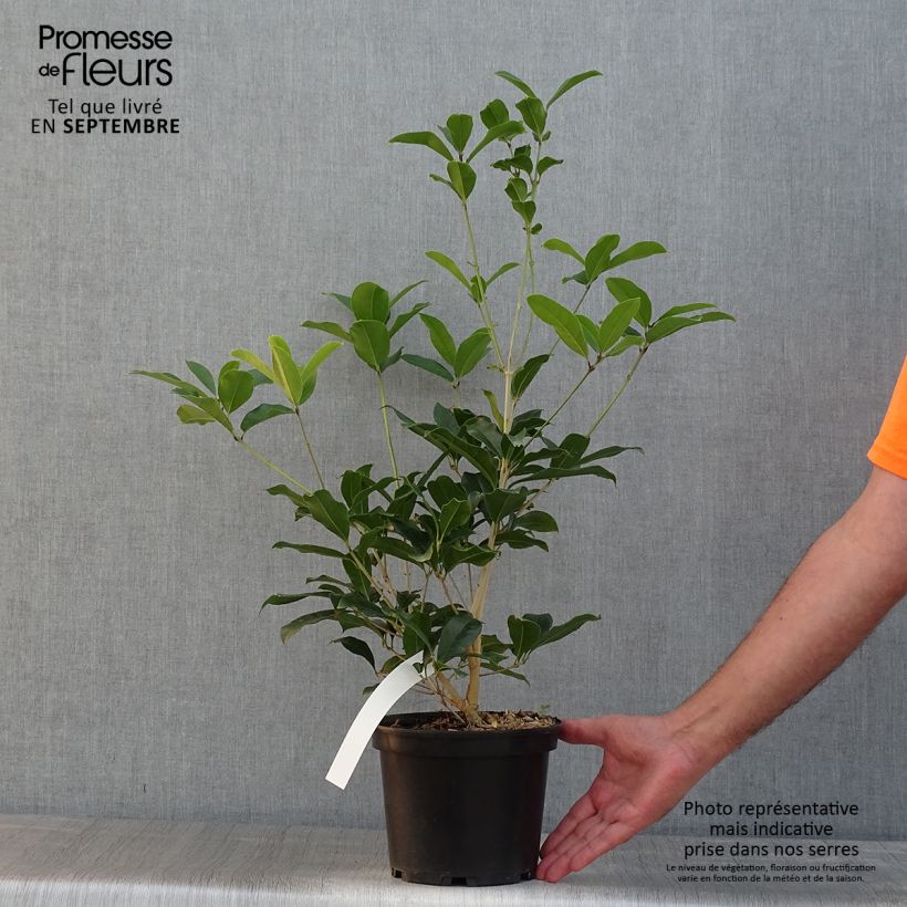 Ejemplar de Osmanthus fragrans var. aurantiacus - Olivo fragante Maceta 2L/3L entregado en verano