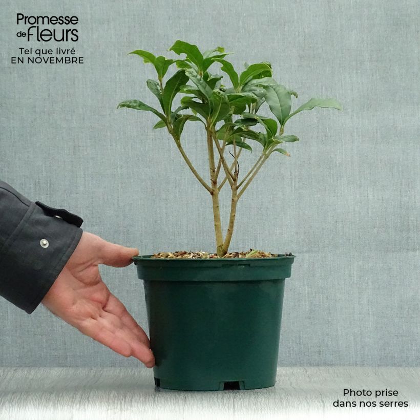 Ejemplar de Osmanthus fragrans var. aurantiacus - Olivo fragante Maceta 2L/3L entregado en otoño