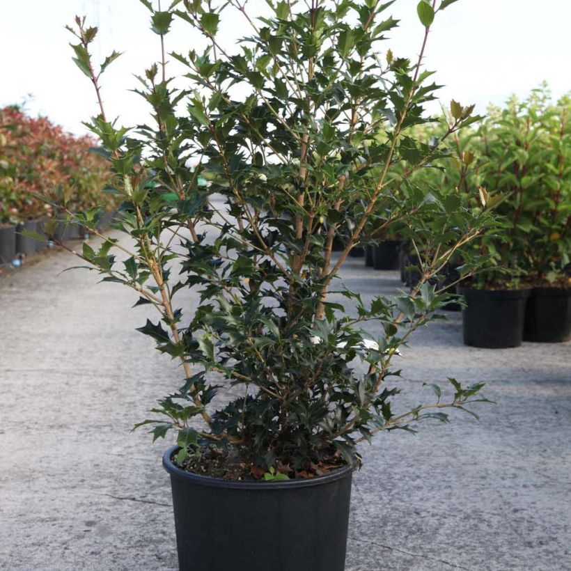 Ejemplo de ejemplar de Osmanthus heterophyllus Gulftide - Acebo chino Maceta 12L/15L tal y como se entrega