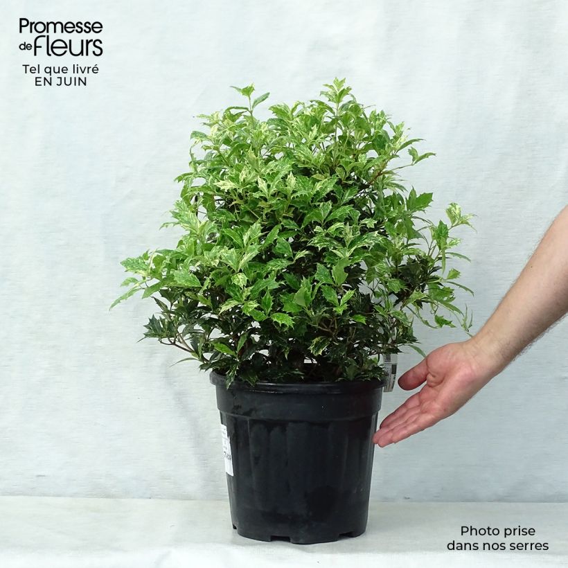 Ejemplar de Osmanthus heterophyllus Tricolor - Acebo chino Maceta 7,5L/10L entregado en verano