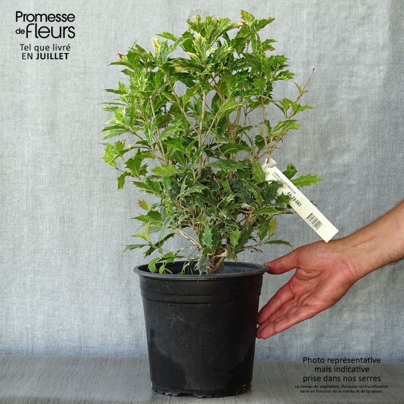Ejemplar de Osmanthus heterophyllus Tricolor - Acebo chino Maceta 4L/5L entregado en verano