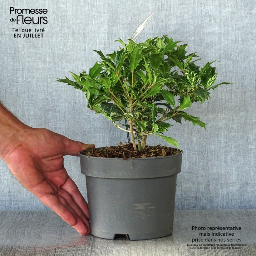 Ejemplar de Osmanthus heterophyllus Tricolor - Acebo chino Maceta 2L/3L entregado en verano