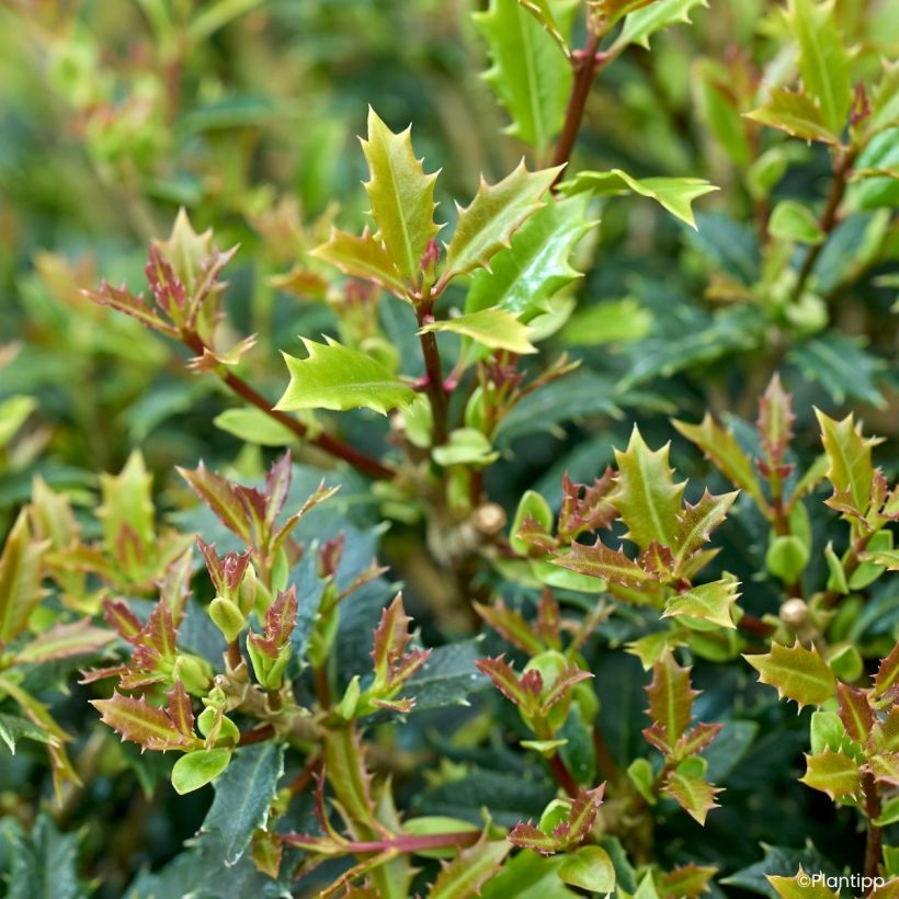 Osmanthus heterophyllus Perfume Party - Acebo chino (Follaje)