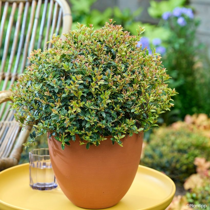 Osmanthus heterophyllus Perfume Party - Acebo chino (Porte)