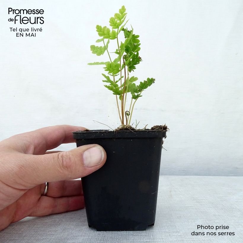 Osmunda claytoniana - Helecho Maceta de 8/9 cm Ejemplar entregado en la primavera