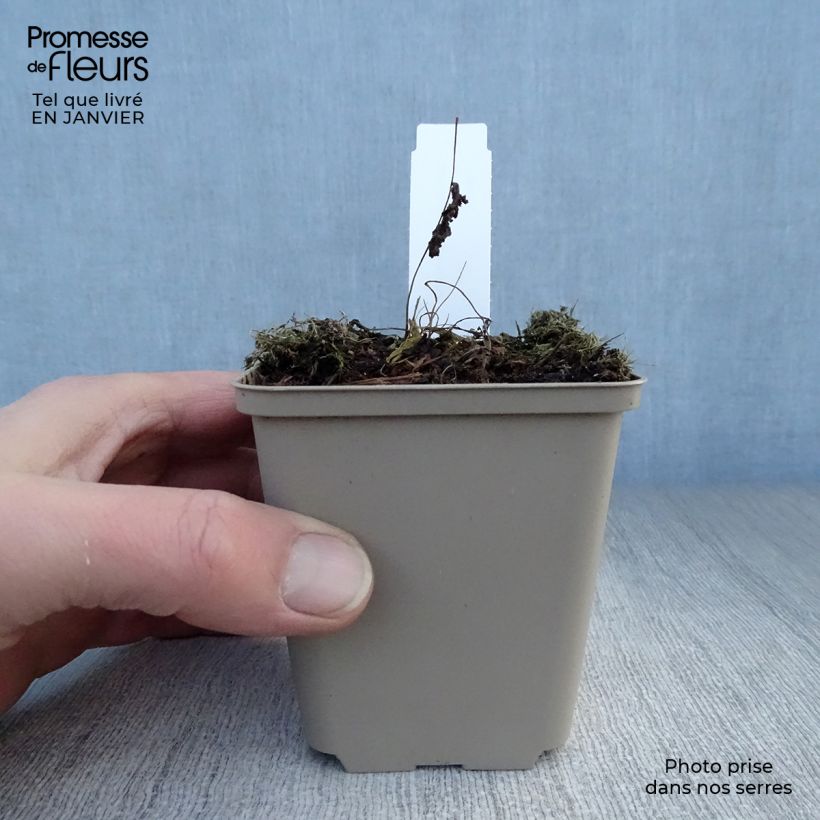 Osmunda claytoniana - Helecho Maceta de 8/9 cm Ejemplar entregado en invierno