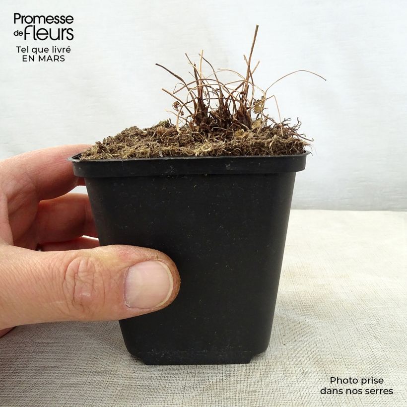 Osmunda japonica - Helecho Maceta de 8/9 cm Ejemplar entregado en la primavera