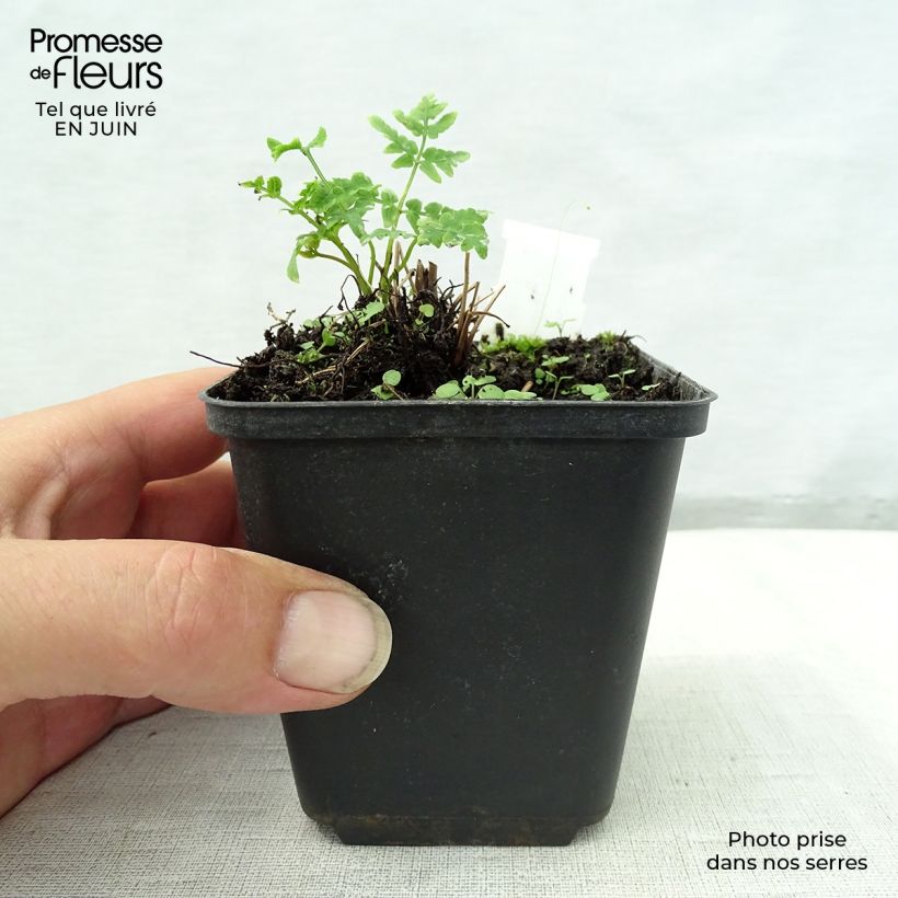 Ejemplar de Osmunda japonica - Helecho Maceta de 8/9 cm entregado en verano