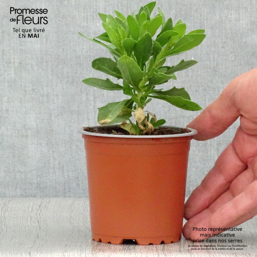 Osteospermum Cape Daisy White - Margarita del Cabo Maceta de 10 cm/11 cm Ejemplar entregado en la primavera
